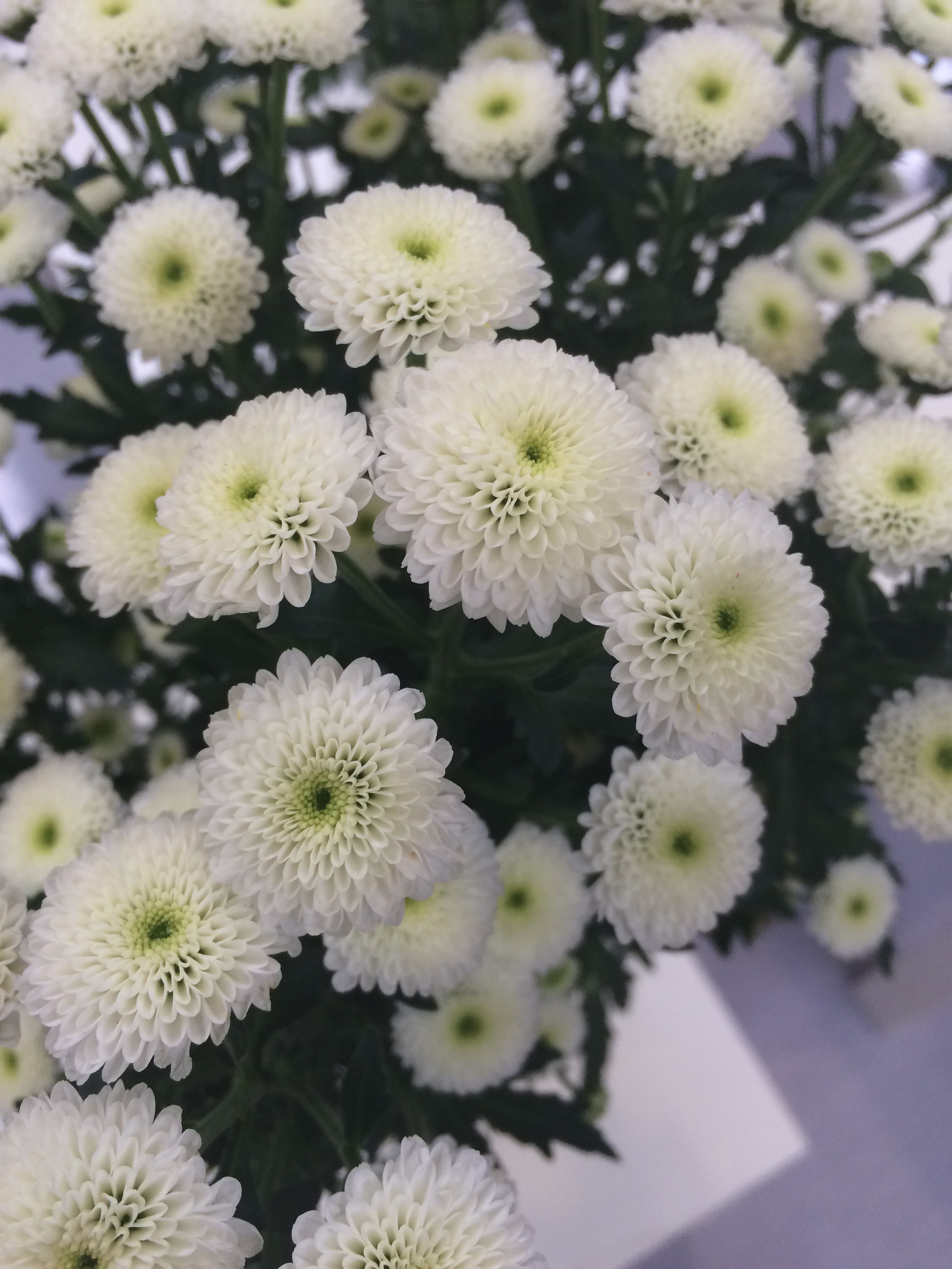 カリメロの品種紹介 花市場の仲卸 大森花卉 おおもりかき