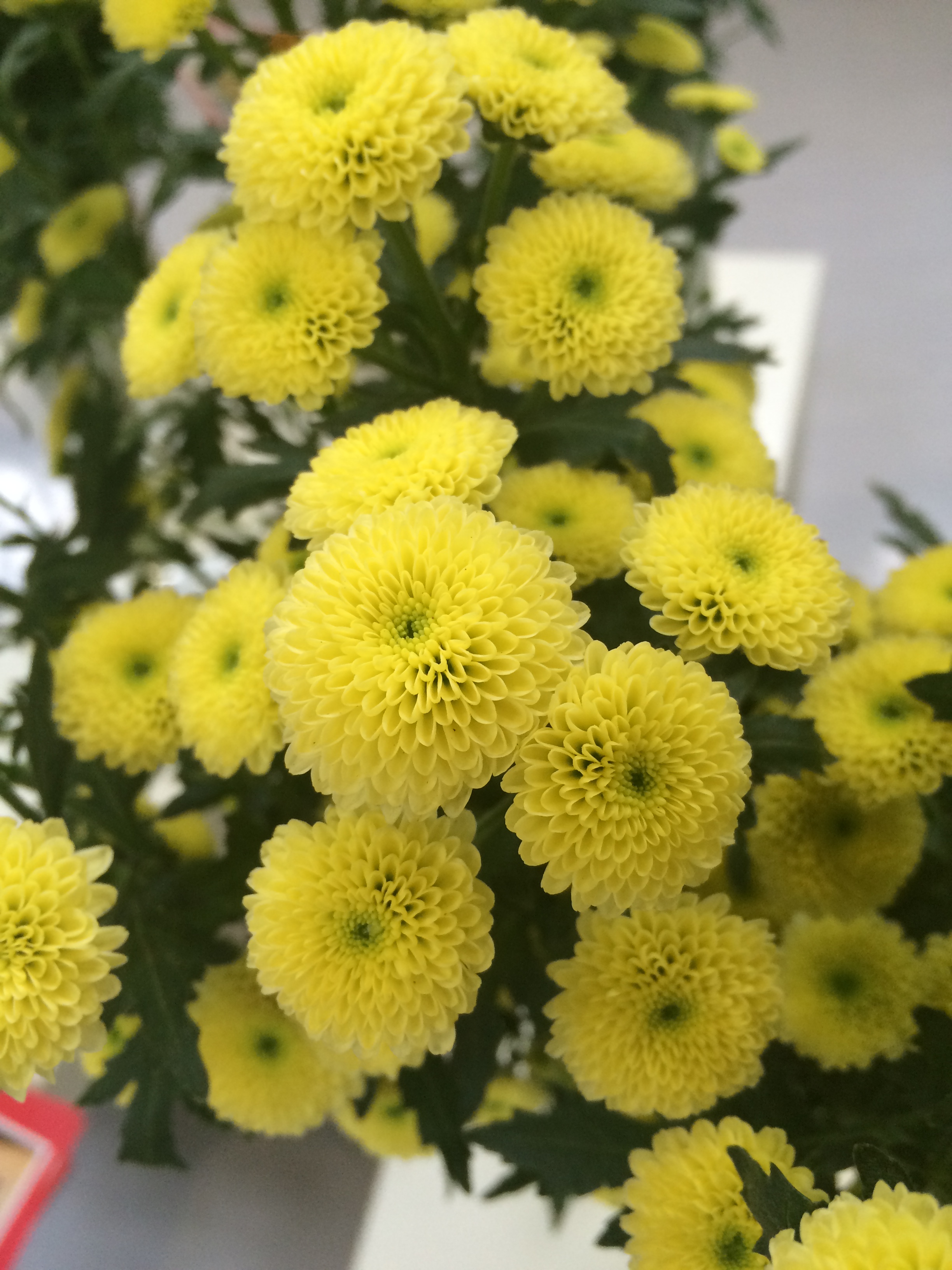 カリメロの品種紹介 花市場の仲卸 大森花卉 おおもりかき
