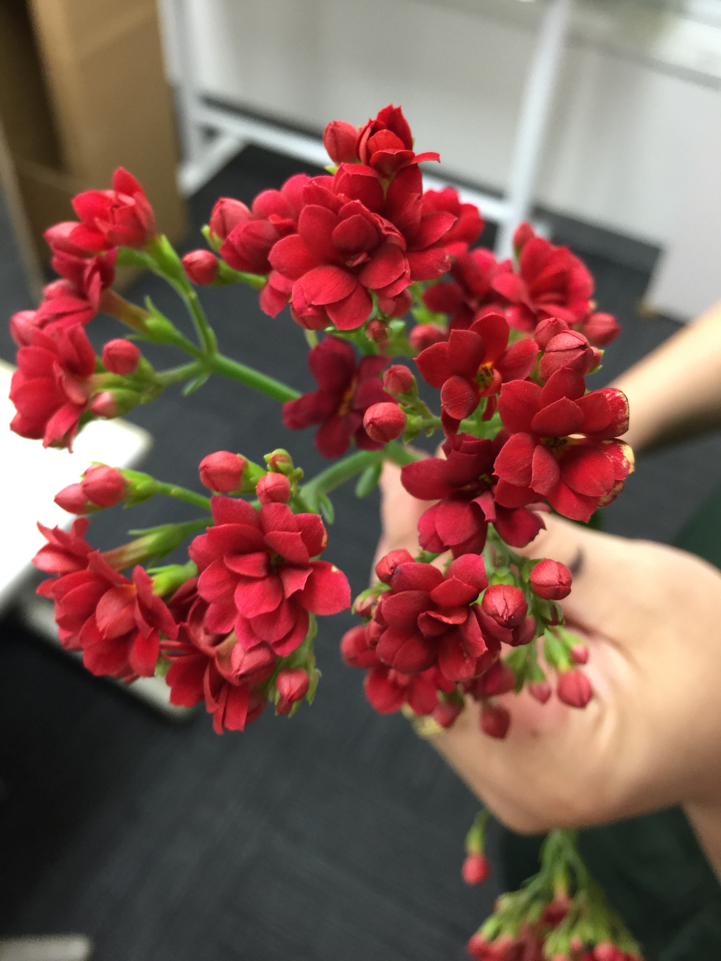 細谷さんのカランコエ 花市場の仲卸 大森花卉 おおもりかき