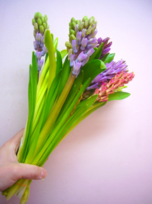 hyacinthus5mix_whole.jpg