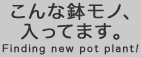 こんな鉢モノ、入ってます。