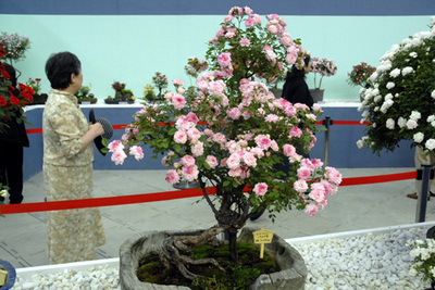bonsai2.jpg