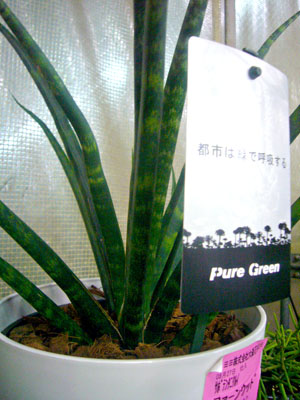 plants_05.jpg
