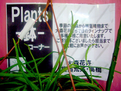 plants_hyoushi.jpg