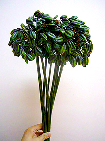 blackseedwhole.jpg