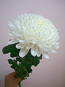 bloommumwhitewhole.jpg