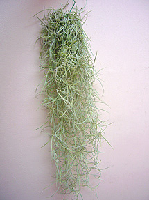 spnishmoss_whole.jpg