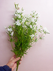 スーパーシルキーホワイト 花市場の仲卸 大森花卉 おおもりかき