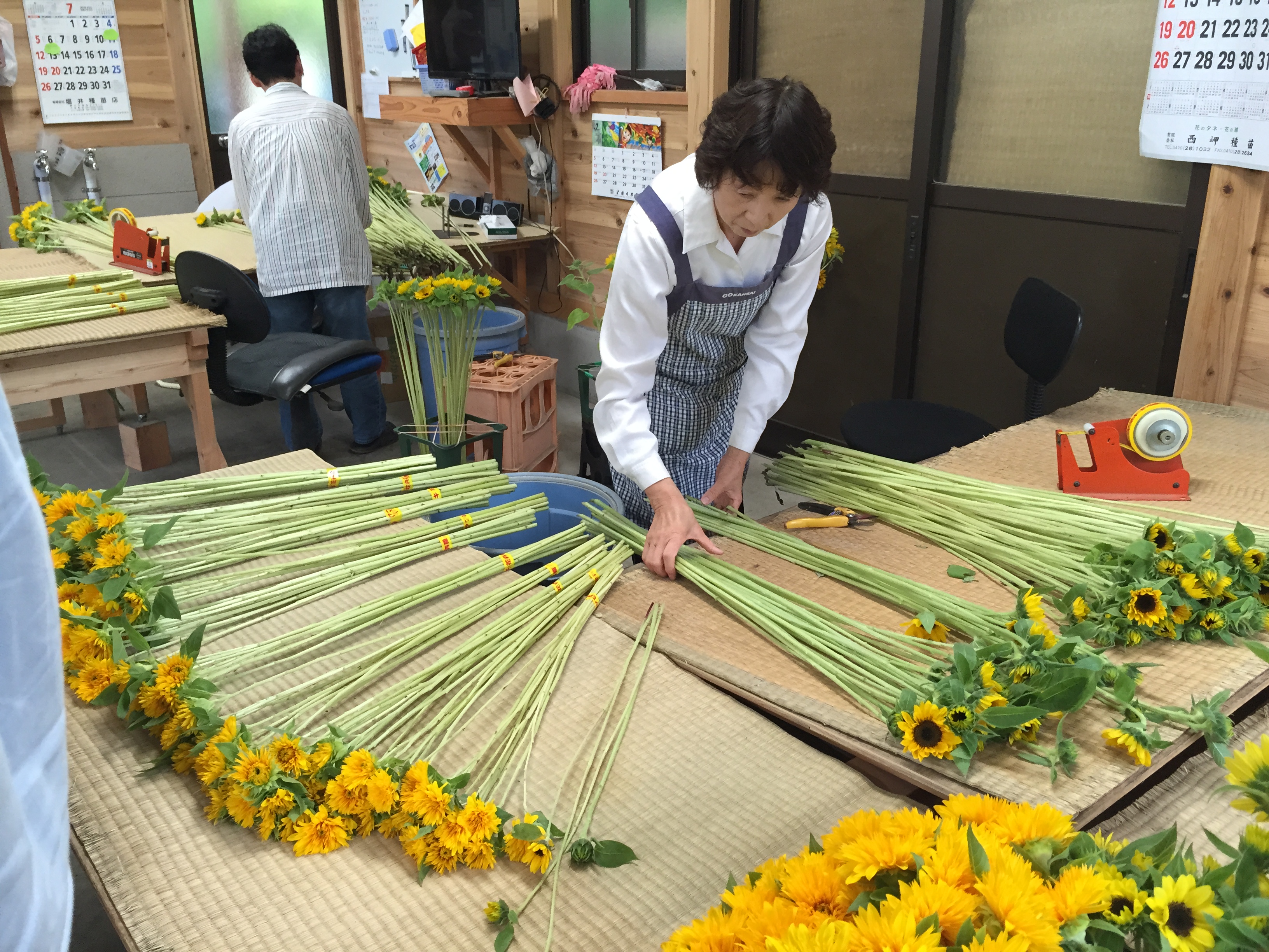 山田君のひまわり | 花市場の仲卸 大森花卉 おおもりかき