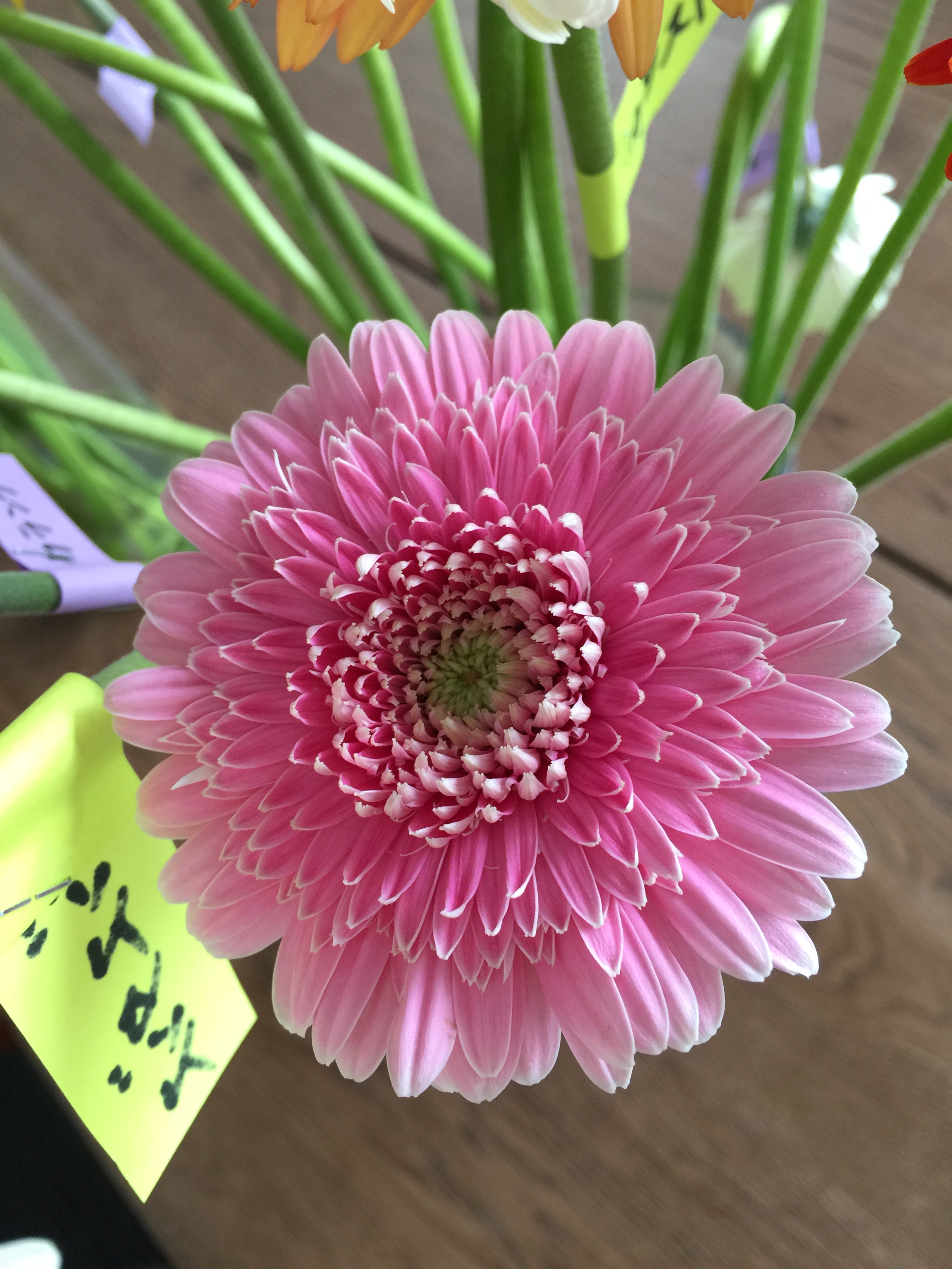 ガーベラ新品種 フラウ 他 花市場の仲卸 大森花卉 おおもりかき