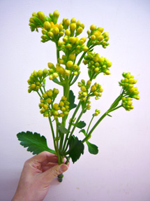 kalanchoe4mix_whole_edited-1.jpg