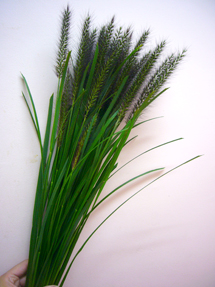 pennisetum_whole_edited-1.jpg