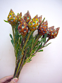 leucadendron_whole_edited-1.jpg