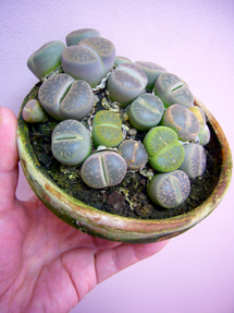 lithops_whole_edited-1.jpg