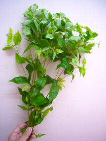 mountainmint_whole_edited-1.jpg