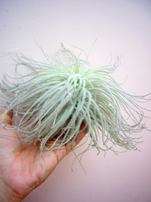 tectorum3xl_wole_edited-1.jpg