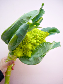 romanesco_whole.jpg