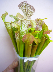 sarracenia_wole.jpg