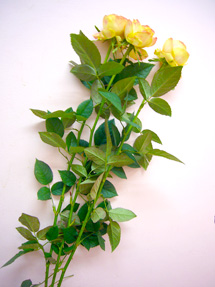 lemonranunculus_whole.jpg