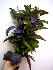 tulsibasil_whole.jpg