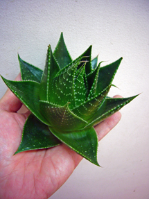 aloe cosmo_whole.jpg