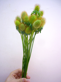 scabiosami_whole.jpg