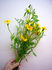 frenchmarigold_whole.jpg