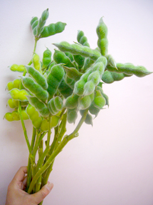 lupinus_fruit_whole.jpg