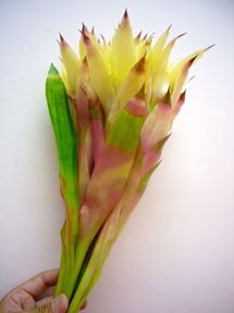 cream（guzmania）_whole.jpg