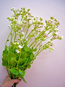 kalanchoe snow hite_whole.jpg