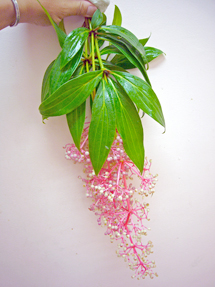 speciosa_whole.jpg