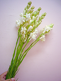 tuberosa_whole.jpg