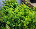 Bupleurum
