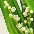 Convallaria