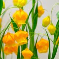Sandersonia