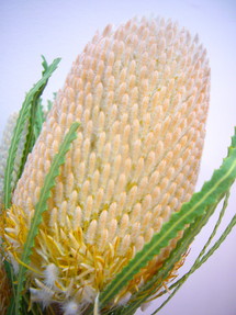 BA・フーケリアナ | 花市場の仲卸 大森花卉 おおもりかき 