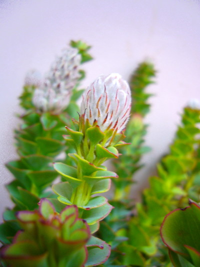 s №32 ドライアンドラとパラノムスのグリーンスワッグ 