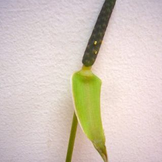 クリスタナム