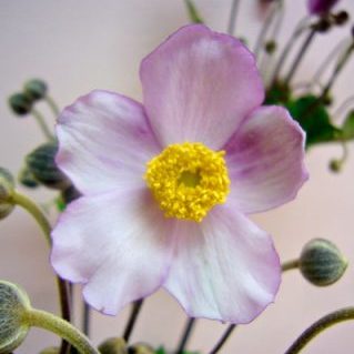 秋明菊