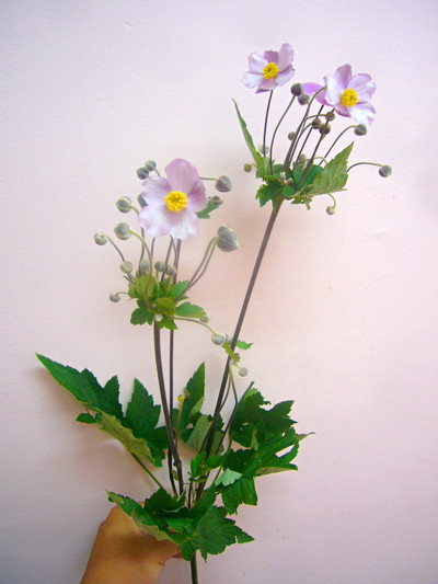 秋明菊
