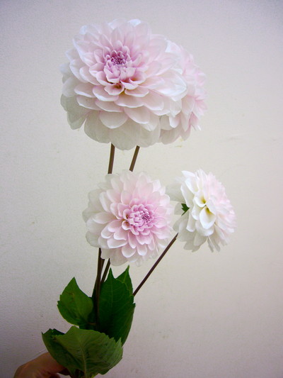 桜貝