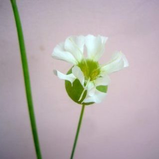 オブセノサト