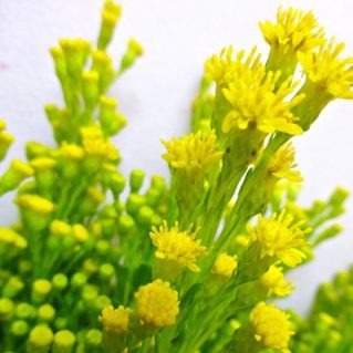 キリン草
