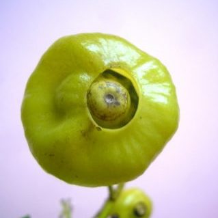 ハスノハギリ