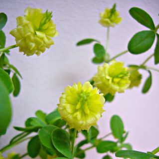 夢ほたる