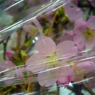 熱海桜