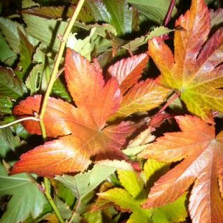 紅葉木苺