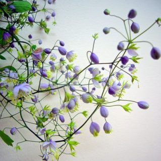紫金唐松