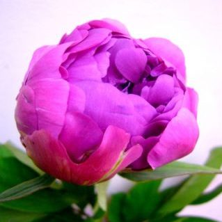 華燭の典