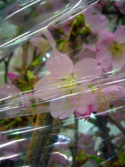 熱海桜